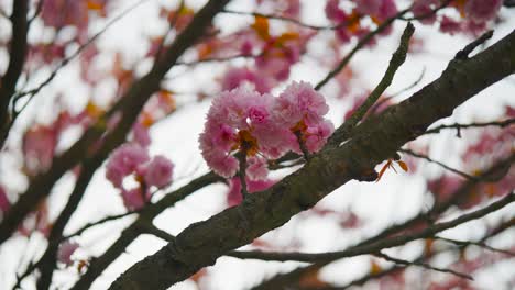 Blooming-Japanese-cherry-tree-with-pink-flowers-on-branch,-Czech-Republic