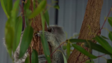 A-cute-koala,-phascolarctos-cinereus-climbing-down-the-tree,-close-up-shot-of-a-native-Australian-wildlife-species