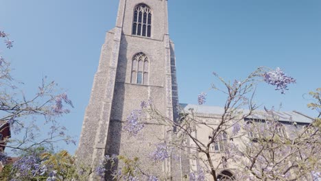 Wisteria-blooming-at-St-Giles-medieval-parish-church-tower-Norwich