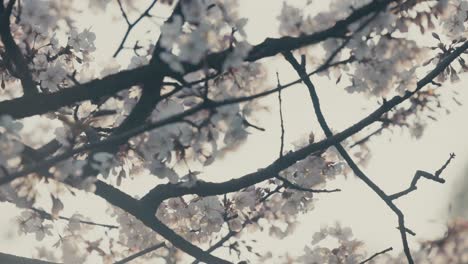 Flores-De-Sakura-Durante-La-Primavera-En-El-Palacio-Imperial-De-Tokio,-Japón