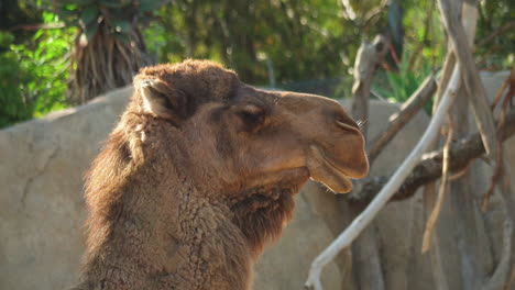 Nahaufnahme-Des-Kamels-Seitengesicht-Mit-Geschlossenen-Augen-Im-Zoo-Von-San-Diego,-Kalifornien,-Vereinigte-Staaten