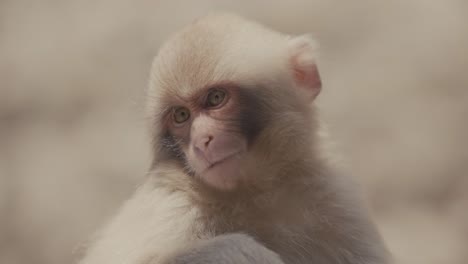 Japanese-Macaque-Infant-Chewing-Food.---closeup-shot