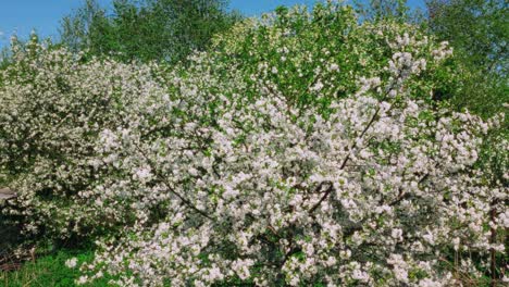 Blühende-Bäume-Und-Pflanzen-Im-Hintergrund-Während-Der-Vorwärtsbewegung-Im-Frühling