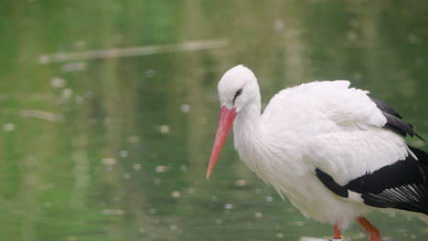 Tracking-shot-of-Western-White-Stork-at-Seoul-Zoo-Hunting-Fishes-on-a-Pond-Walking-in-Shallow-Water-Looking-Down---close-up-follow