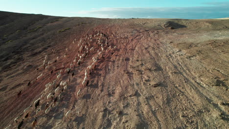 Imágenes-Aéreas-De-Rebaños-De-Cabras-Y-Ovejas-En-El-Desierto-De-Gran-Canaria-Al-Atardecer