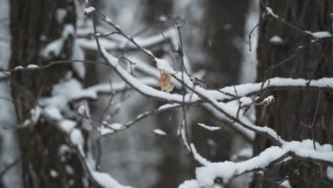 Leaf-on-branch-with-snow-falling-in-slow-motion