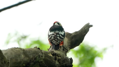 Back-View-of-Great-Spotted-Woodpecker-Pecking-Rotten-Tree-Branch---close-up