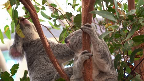 Zwei-Koalas,-Phascolarctos-Cinereus,-Sitzen-Auf-Der-Astgabel,-Einer-Sucht-Aktiv-Nach-Eukalyptusblättern-Und-Mampft-Sie,-Nahaufnahme