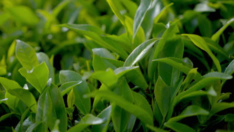 Schöne-Teepflanzen