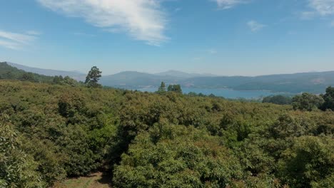 Un-Dron-Atravesó-Los-árboles-De-Aguacate-En-Michoacán.