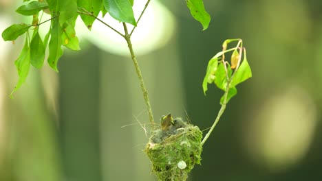 Drei-Junge-Schwarznacken-Monarchvögel-Lagen-In-Ihrem-Nest-Zwischen-Den-Zweigen-Eines-Baumes