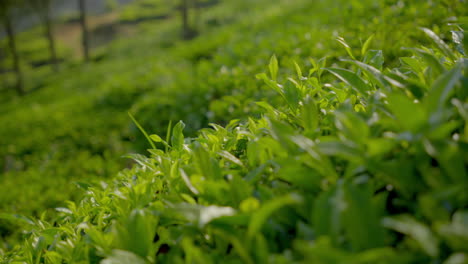 Vista-De-Cerca-De-Hermosas-Plantas-De-Té