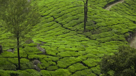 beautiful-tea-plants