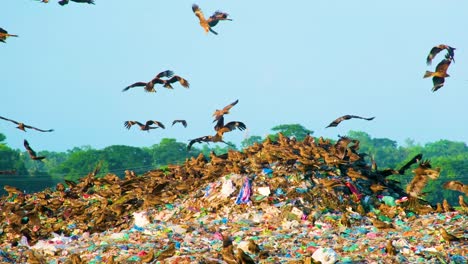 Black-kite-eagles-fly-above-trash-dump-rubbish-pile-eat-waste-products-landscape-skyline