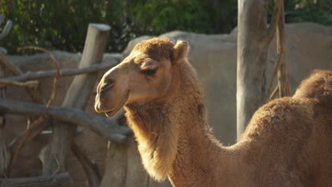 Vista-De-Primer-Plano-De-Camello-Dromedario-En-El-Zoológico-De-San-Diego,-California,-EE.UU.