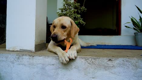 Adorable-Cachorro-Labrador-Masticando-Juguetonamente-|-Vídeo-De-Archivo-De-Mascotas-De-Alta-Calidad