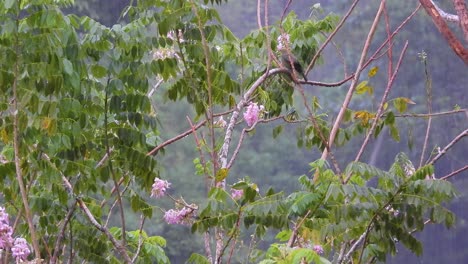 Vögel-Zwischen-Den-Zweigen-An-Einem-Regnerischen-Tag-Im-Kolumbianischen-Regenwald