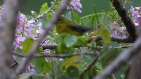 Thick-billed-Euphonia-spotted-in-the-Colombian-rainforests