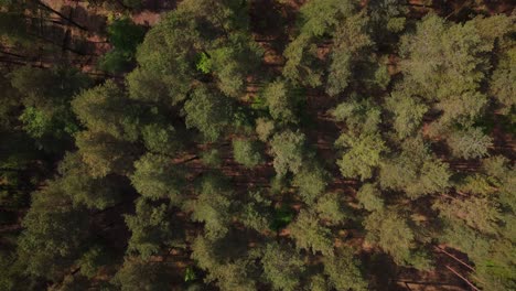 Eine-Vogelperspektive-Von-Bourne-Woods,-Großbritannien