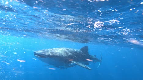 Cámara-Lenta-Gopro-De-La-Vista-Frontal-De-Un-Tiburón-Ballena-Bajo-El-Agua