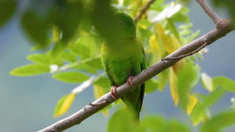 Green-parakeet-perched-on-a-branch-in-Santa-Marta,-Magdalena,-Colombia,-with-pink-flowers