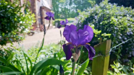 La-Flor-Del-Iris-Púrpura-Sopla-Con-La-Brisa-En-El-Seto-De-La-Casa-Del-Jardín