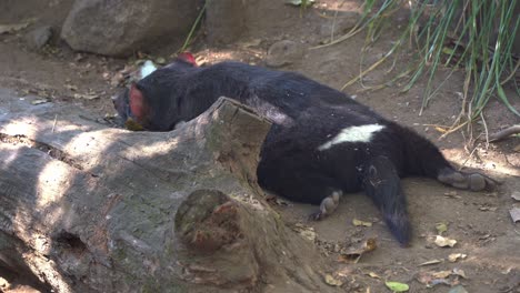 Close-up-shot-of-a-Tasmanian-devil-spotted-lying-flat-on-the-stomach-and-resting-on-the-forest-ground,-sniffing-around,-an-Australian-native-wildlife-species