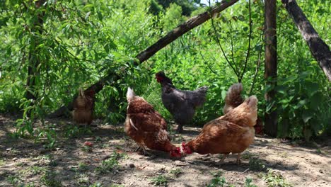 Viele-Rote-Hühner-An-Einem-Sommertag-Im-Dorf