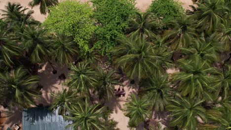 Topdown-view-over-tropical-trees-in-São-Tomé-e-Principe-Island,-Africa