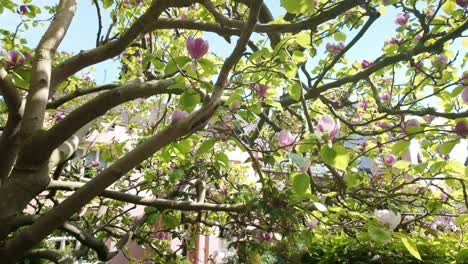 Frühlingsblüten-Der-Magnolien-Im-Straßengarten-Der-Stadt