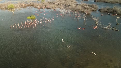 Luftbild-Kamerafahrt-Einer-Fliegenden-Gruppe-Rosa-Flamingos,-Die-Bei-Sonnenuntergang-Im-Wasser-Landen