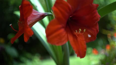 Israelische-Gartenarbeit