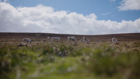 Manada-De-Renos-Pastando,-Parque-Nacional-Cairngorms,-Primer-Plano-Borroso