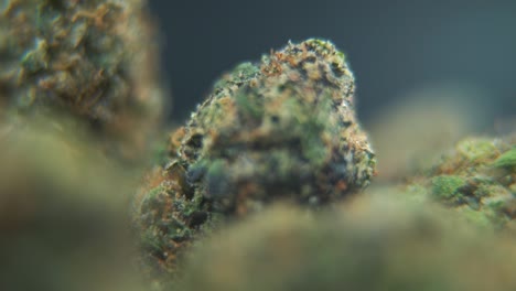 Eine-Detaillierte-Makroaufnahme-Einer-Cannabispflanze,-Hybrid-Orange-Sorten,-Sativa,-Marihuanablüte,-Full-HD,-Super-Zeitlupe,-120 fps,-Professionelle-Studiobeleuchtung,-Push-In-Bewegung