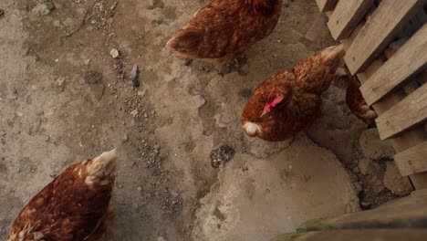 Muchas-Gallinas-Rojas-En-Un-Día-De-Verano-En-El-Pueblo.