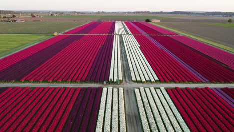 Aerial-view-following-long-lines-of-colorful-Tulip-flowers,-on-a-spring-evening