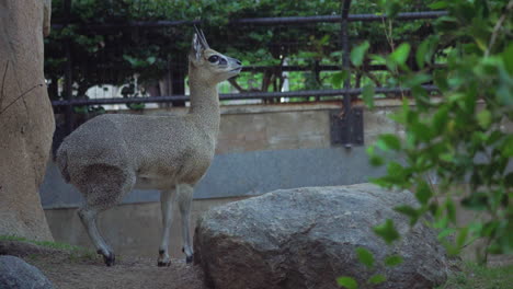 Klipspringer-stand-and-looking-steady,-at-San-Diego-Zoo,-California,-United-States