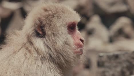 Japanese-Macaque,-Snow-Monkey-Sitting---Close-Up