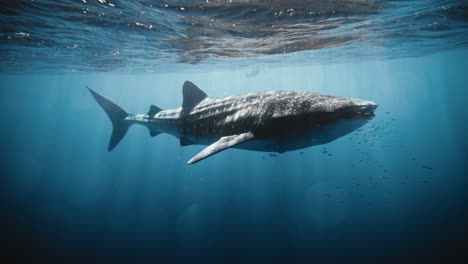 Walhai-Schwimmt-Nahe-Der-Oberfläche-Mit-Einem-Schwarm-Schiffshalterfische-Und-Wunderschönen-Lichtreflexen