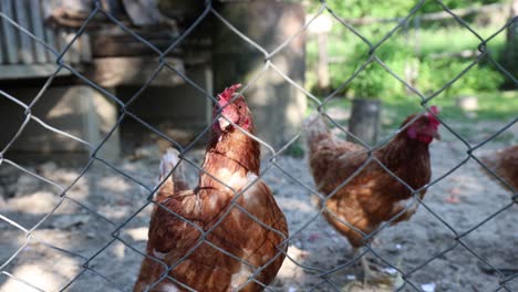 Muchas-Gallinas-Rojas-En-Un-Día-De-Verano-En-El-Pueblo.