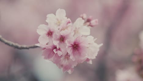 Closeup-Of-Cherry-Blossom-Flowers
