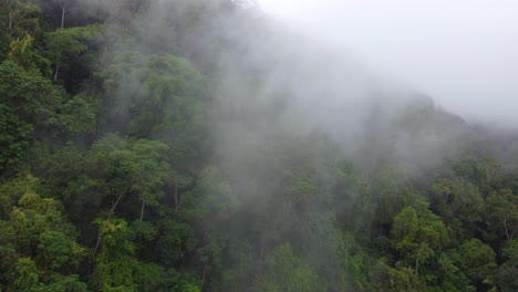 Misty-cloud-forest-in-Santa-Marta,-Colombia-with-lush-greenery-and-serene-atmosphere
