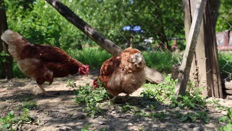 Many-red-chickens-on-a-summer-day-in-the-village