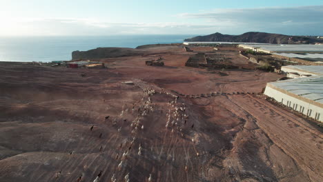 Vista-Aérea-De-Un-Rebaño-De-Ovejas-Y-Cabras-Que-Corren-Por-Una-Zona-Desértica,-Levantando-Tierra.