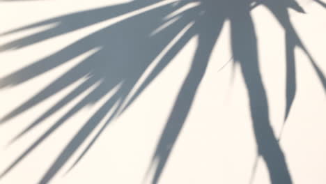 Shadow-background-of-palm-tree-leaves-on-white-wall-texture