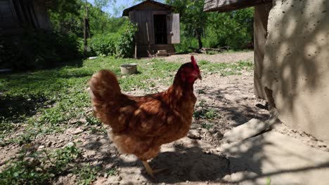 Viele-Rote-Hühner-An-Einem-Sommertag-Im-Dorf