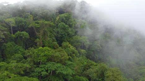 Green-jungle-trees-covered-in-dense-fog,-aerial-drone-view