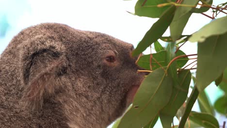 Profile-close-up-shot-of-an-active-foraging-koala,-phascolarctos-cinereus-munching-on-the-eucalyptus-leaves