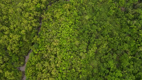 A-meandering-river-through-dense-tropical-forest,-likely-amazonian,-lush-greenery-from-above,-aerial-view