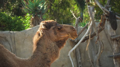 Camel-chewing-side-face-closeup-view-at-San-Diego-Zoo,-California,-USA